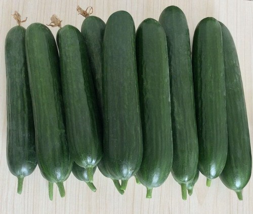 High Yield Fruit Cucumber Seeds for growing-Rich Lord No.9
