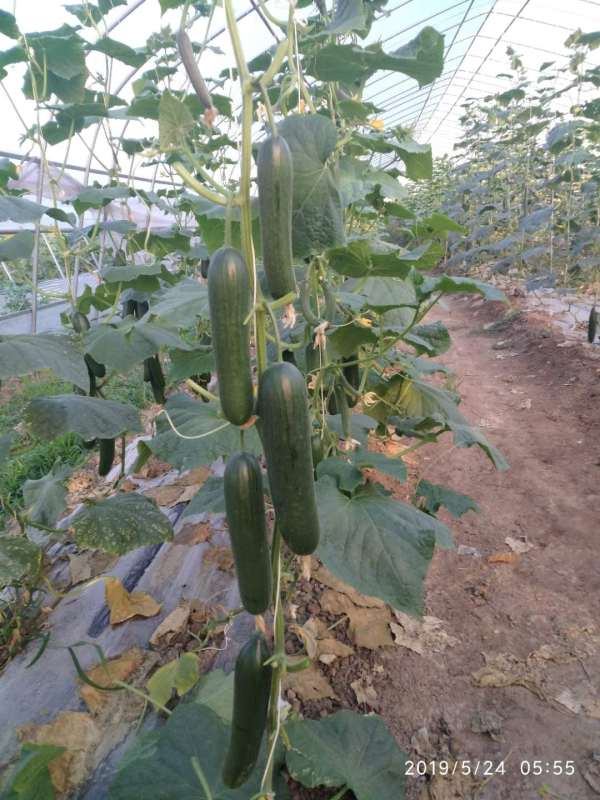 High Yield Fruit Cucumber Seeds for growing-Rich Lord No.9