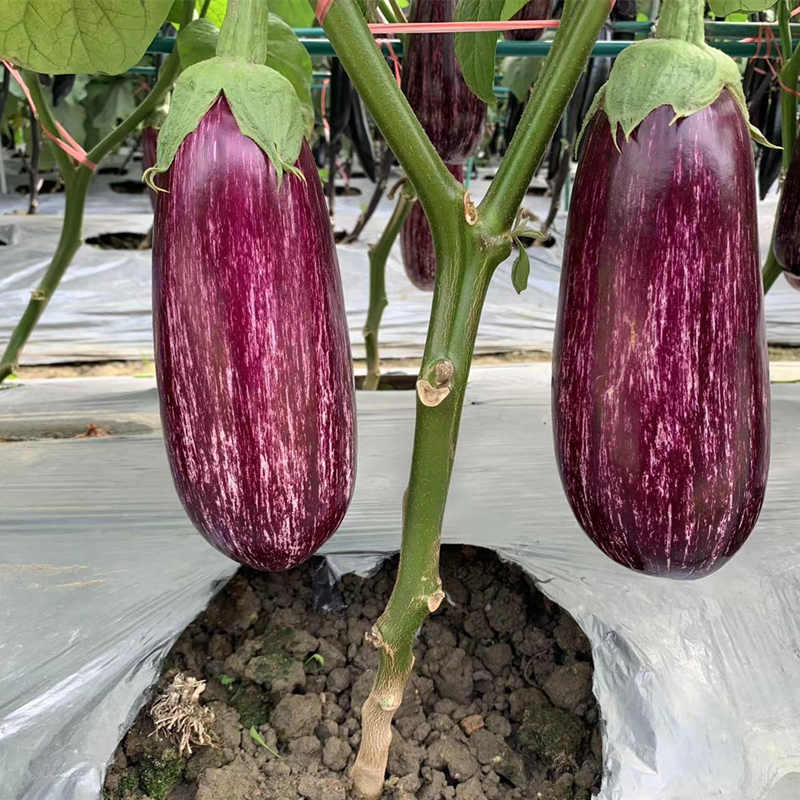 Hybrid F1 High Yield Purple Peel Eggplant Seeds For Growing- Colorful Fairy