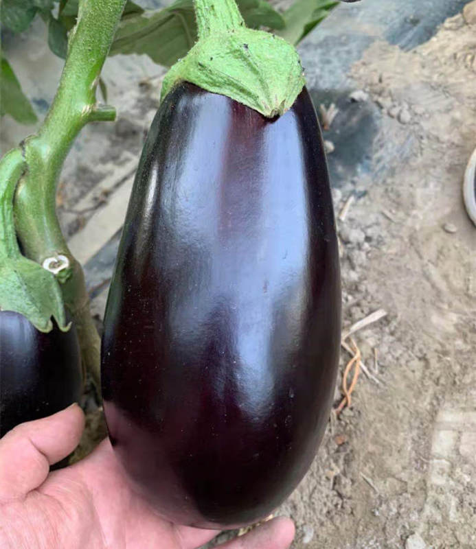 Hybrid F1 High Yield Black Peel Eggplant Seeds For Growing- Green Lord No.9