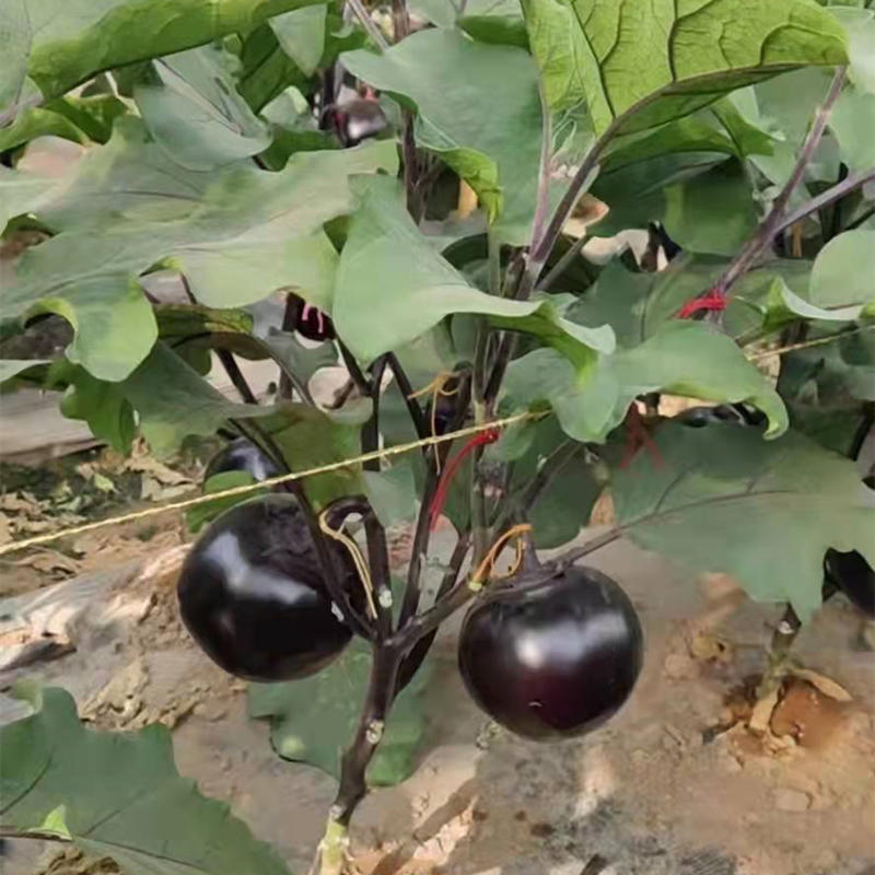 Hybrid F1 High Quality Black Peel Round Shape Eggplant Seeds For Growing- Black Gem