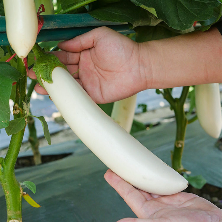 Hybrid F1 High Quality Very Popular White Peel Long Eggplant Seeds For Growing- White Handsome