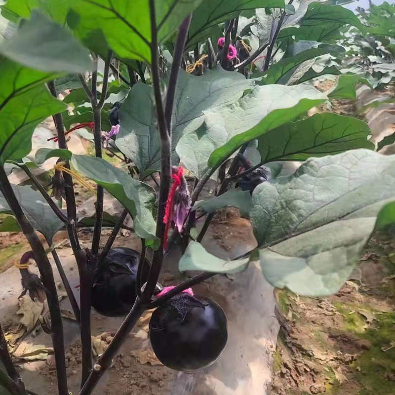 Hybrid F1 High Quality Black Peel Round Shape Eggplant Seeds For Growing- Black Gem