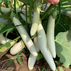 Hybrid F1 High Quality Very Popular White Peel Long Eggplant Seeds For Growing- White Handsome