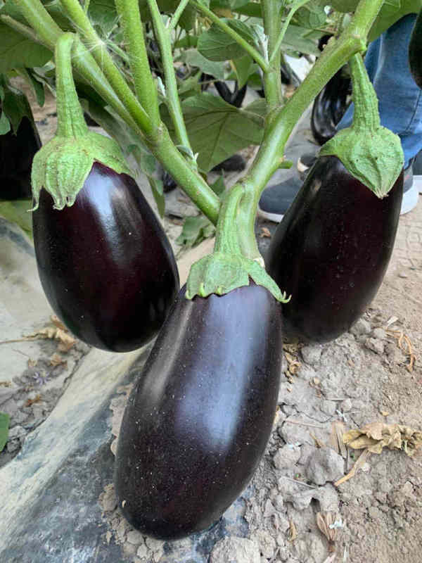 Hybrid F1 High Yield Black Peel Eggplant Seeds For Growing- Green Lord No.9