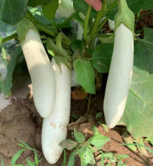 Hybrid F1 High Quality Very Popular White Peel Long Eggplant Seeds For Growing- White Handsome