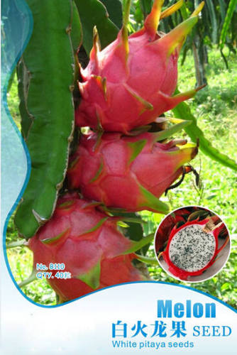 High Quality Red Peel White Pulp Dragon Fruit Seeds For Sale