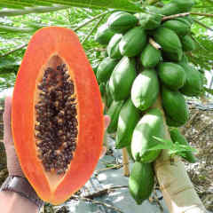 Hybrid F1 Dwarf Papaya Seeds - Red Lady For Growing