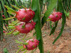 High Quality Red Peel White Pulp Dragon Fruit Seeds For Sale