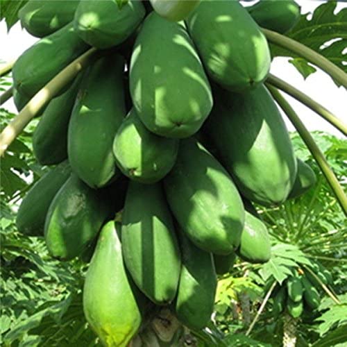 Hybrid F1 Dwarf Papaya Seeds - Red Lady For Growing