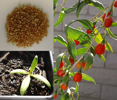 Best Chinese Wolfberry seeds Goji Berry Tree Seeds For Sale