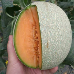 Hybrid F1 High Qualily Sweet Musk Melon Hami Melon Seeds For Growing-New Honey No.6