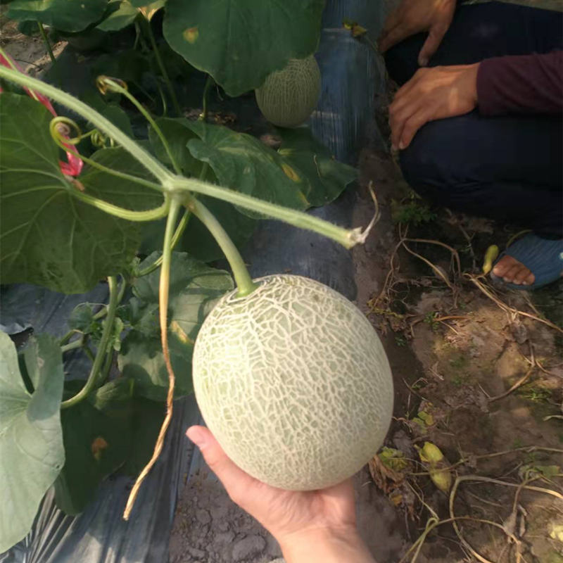 Hybrid F1 High Qualily Sweet Musk Melon Hami Melon Seeds For Growing-New Honey No.6