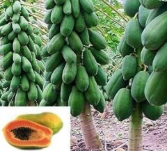 Hybrid F1 Dwarf Papaya Seeds - Red Lady For Growing