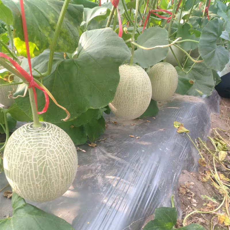 Hybrid F1 High Qualily Sweet Musk Melon Hami Melon Seeds For Growing-New Honey No.6