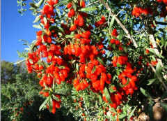 Best Chinese Wolfberry seeds Goji Berry Tree Seeds For Sale
