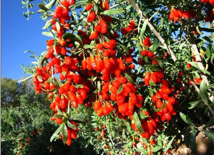 Best Chinese Wolfberry seeds Goji Berry Tree Seeds For Sale