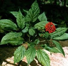 Ginseng Seeds For Sale