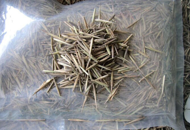 Moso Bamboo Seeds for Sale