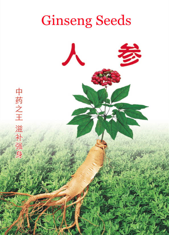 Planting Chinese Best Ginseng Seeds For Sale