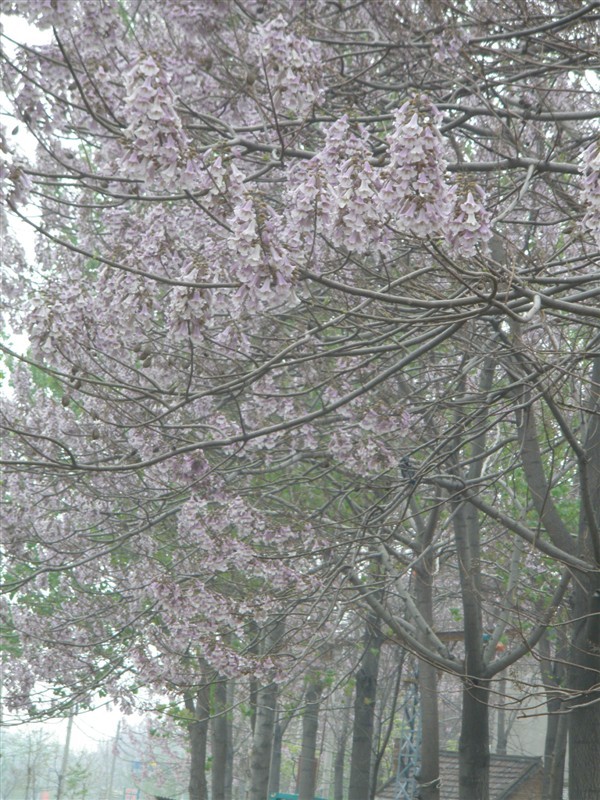 Paulownia Seeds For Sale