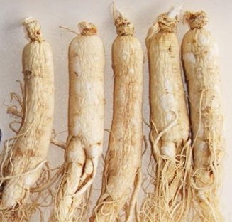 Ginseng Seeds For Sale