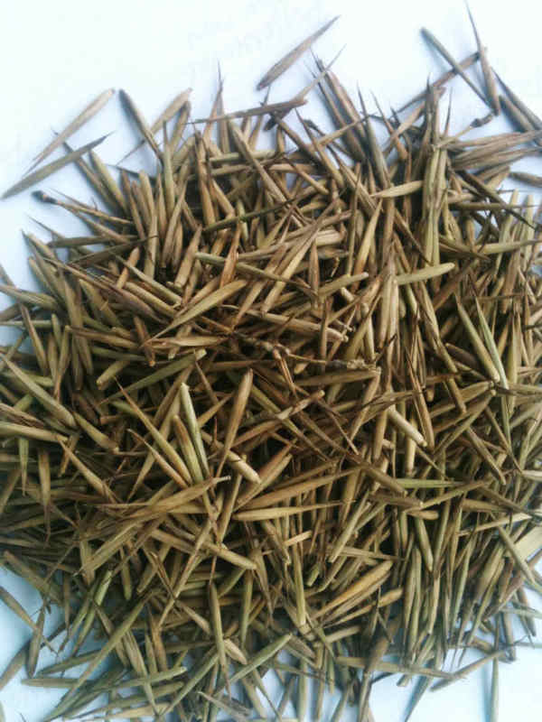 Moso Bamboo Seeds for Sale