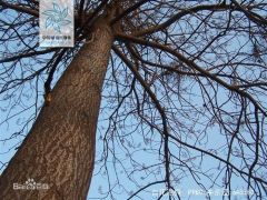 Paulownia Seeds For Sale