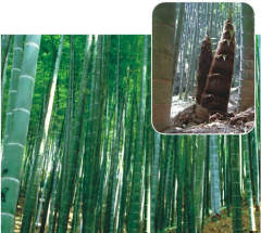 Moso Bamboo Seeds for Sale