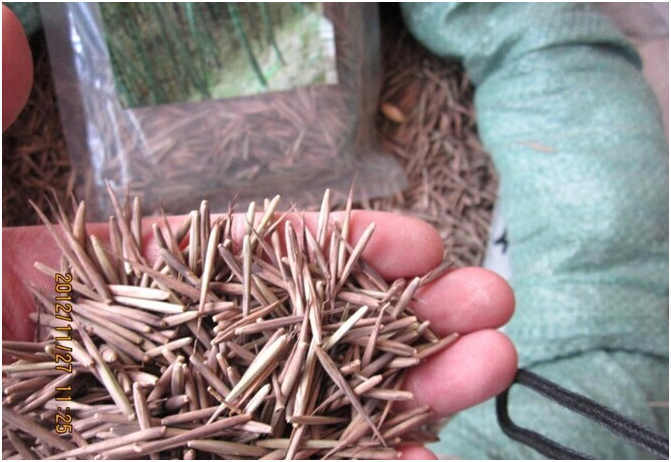 Moso Bamboo Seeds for Sale
