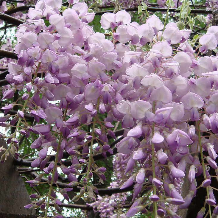Newest Wisteria Tree Seeds For Sale