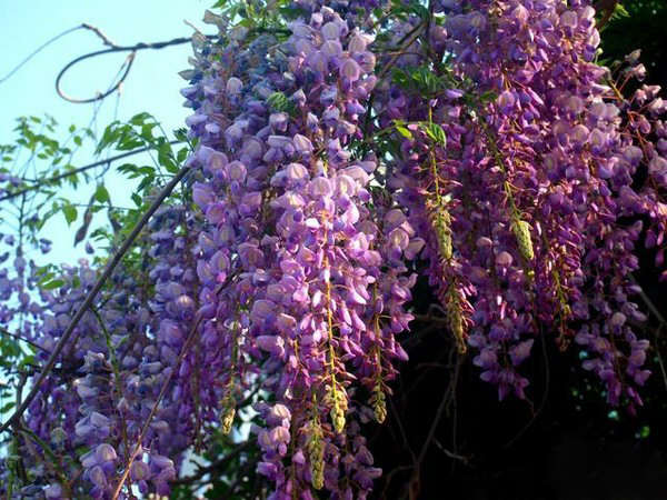 Newest Wisteria Tree Seeds For Sale