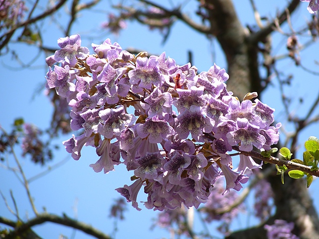 Paulownia Seeds For Sale