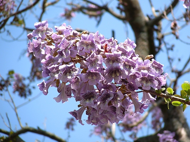 Paulownia elongata (Empress Tree) Tree Seed, Showy, Upright Clusters of  Pale Violet, Creamy to deep Violet Flowers, You Choose The Quantity (1 Pack)