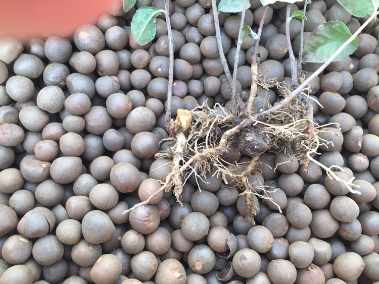 Tea Seeds For Sale