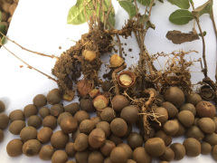 Tea Seeds For Sale