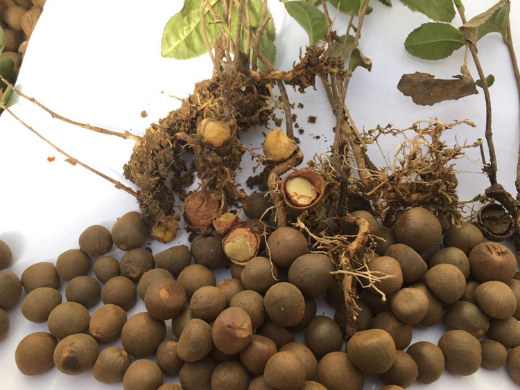 Tea Seeds For Sale
