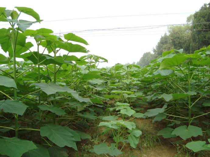 Paulownia Seeds For Sale