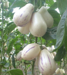Pepino cucumber melon plant seeds for sale