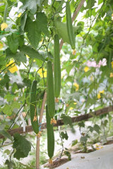 Fairyvalley New Loofah Kind Hybrid F1 High Qualily Long Luffa seeds For Growing-Long Fragrant No.2