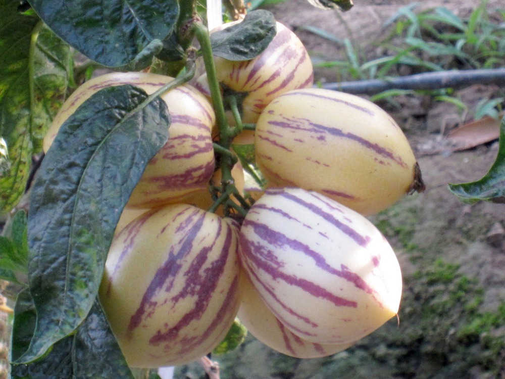 Pepino Cucumber Melon Plant Seeds For Sale