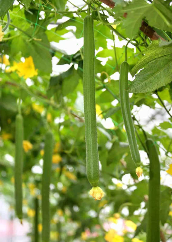 Hybrid F1 High Qualily Long Luffa seeds For Growing-Long Fragrant No.1