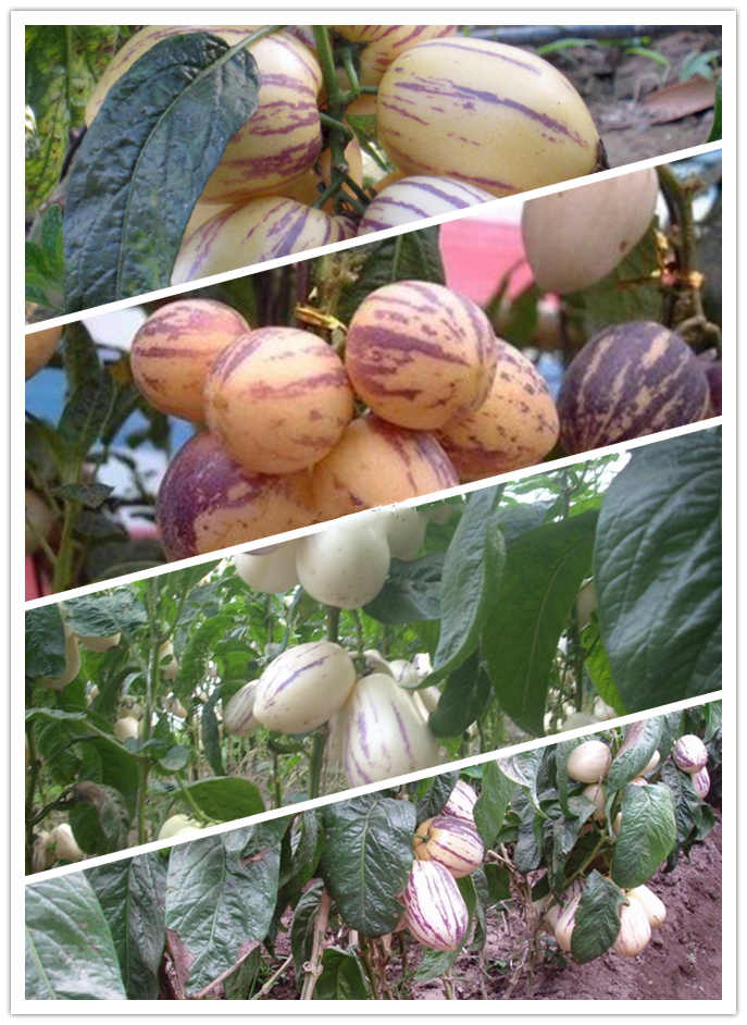 Pepino Cucumber Melon Plant Seeds For Sale