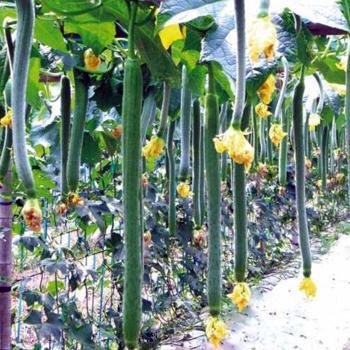Hybrid F1 High Qualily Long Luffa seeds For Growing-Long Fragrant No.1