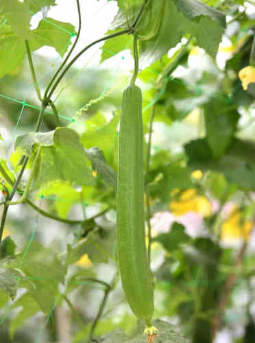 Fairyvalley New Loofah Kind Hybrid F1 High Qualily Long Luffa seeds For Growing-Long Fragrant No.2