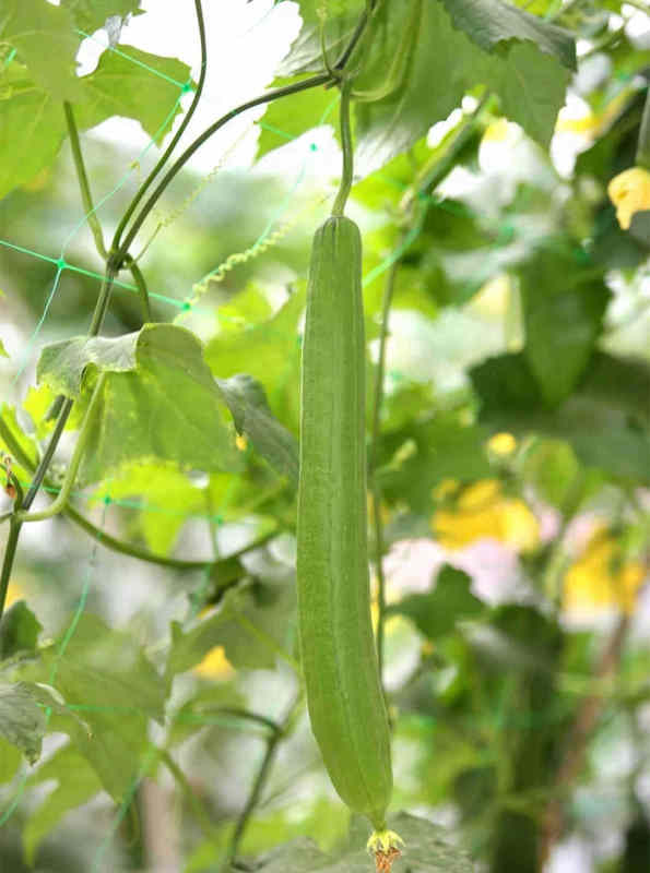 Fairyvalley New Loofah Kind Hybrid F1 High Qualily Long Luffa seeds For Growing-Long Fragrant No.2