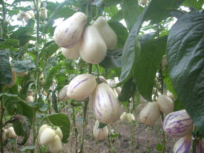 Pepino cucumber melon plant seeds for sale