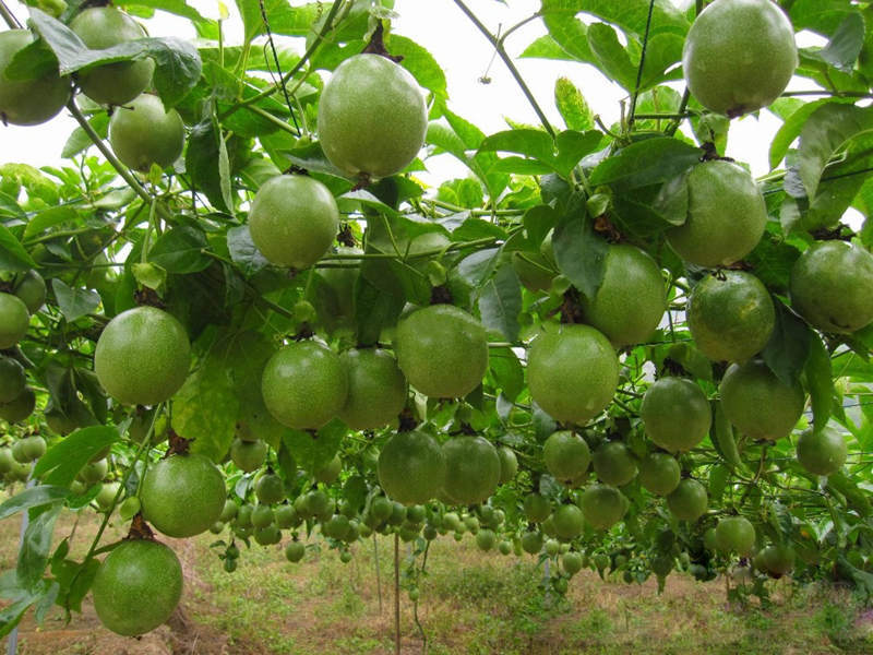 Passion Fruit Seeds For Sale