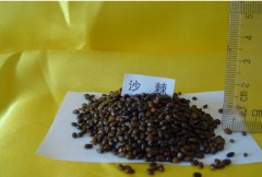 Hippophae Rhamnoides / Sea Buckthorn Seeds