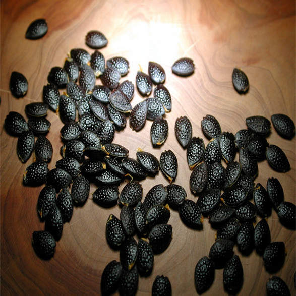 Passion Fruit Seeds For Sale